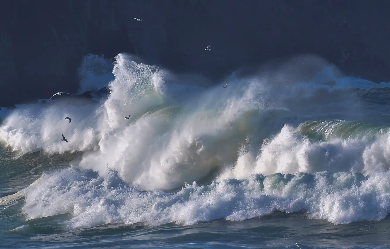 Фото обои волны, птицы, шторм, океан, чайки, Атлантический океан