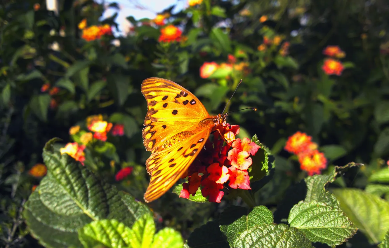 Фото обои цветы, colors, Бабочка, butterfly, flowers, Зелёные листья, Green leaves