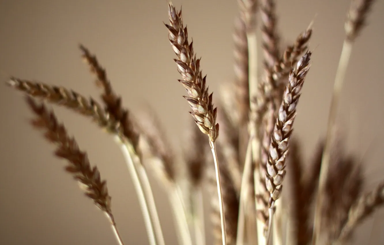 Фото обои пшеница, растения, колосья