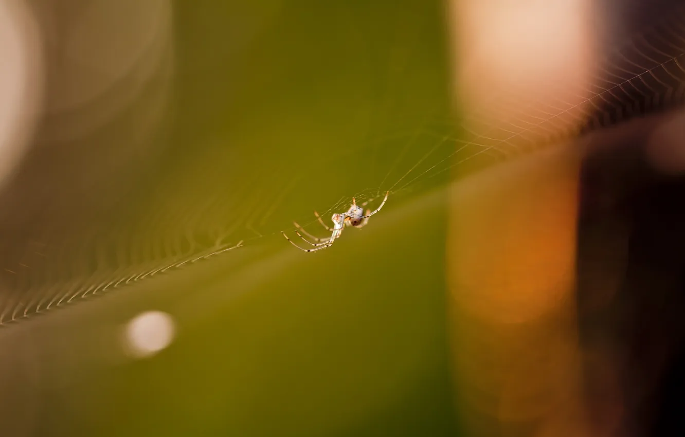 Фото обои природа, паутина, паук