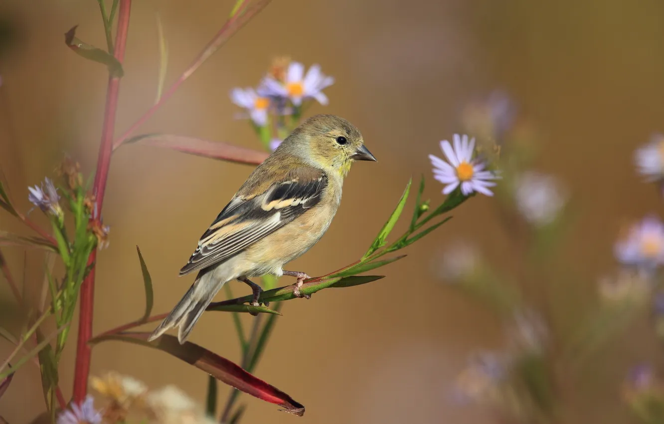 Фото обои цветы, природа, птица