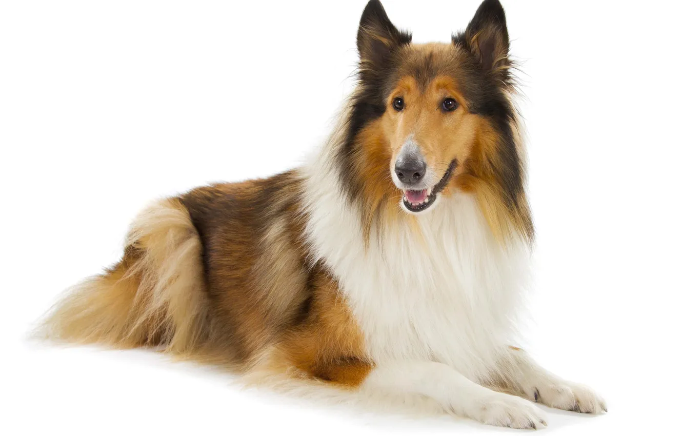 Фото обои dog, collie, white background