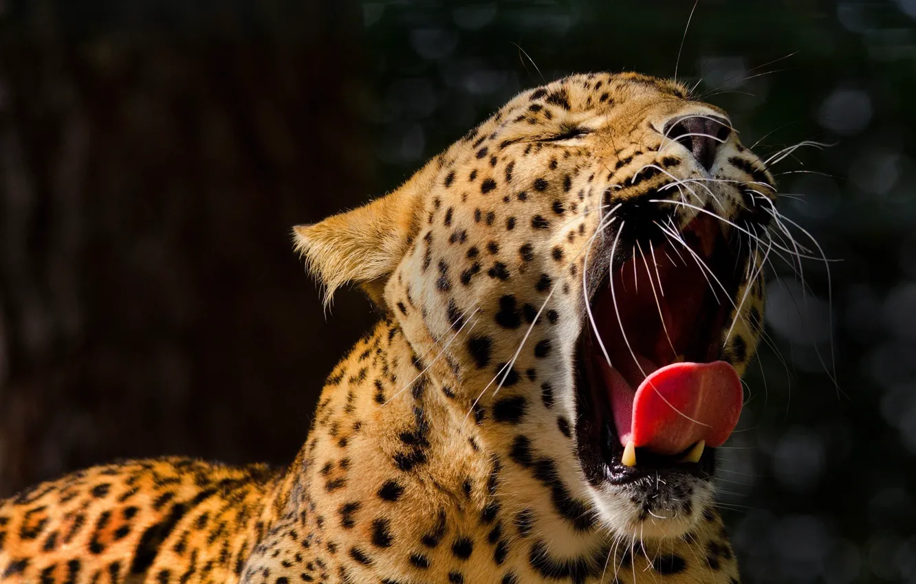 Фото обои язык, морда, пасть, леопард, клыки, дикая кошка, зевает