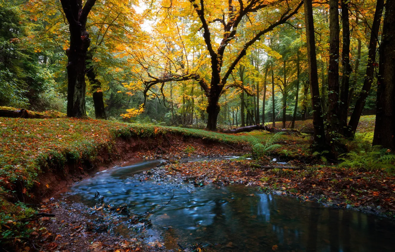 Фото обои осень, лес, пейзаж, природа