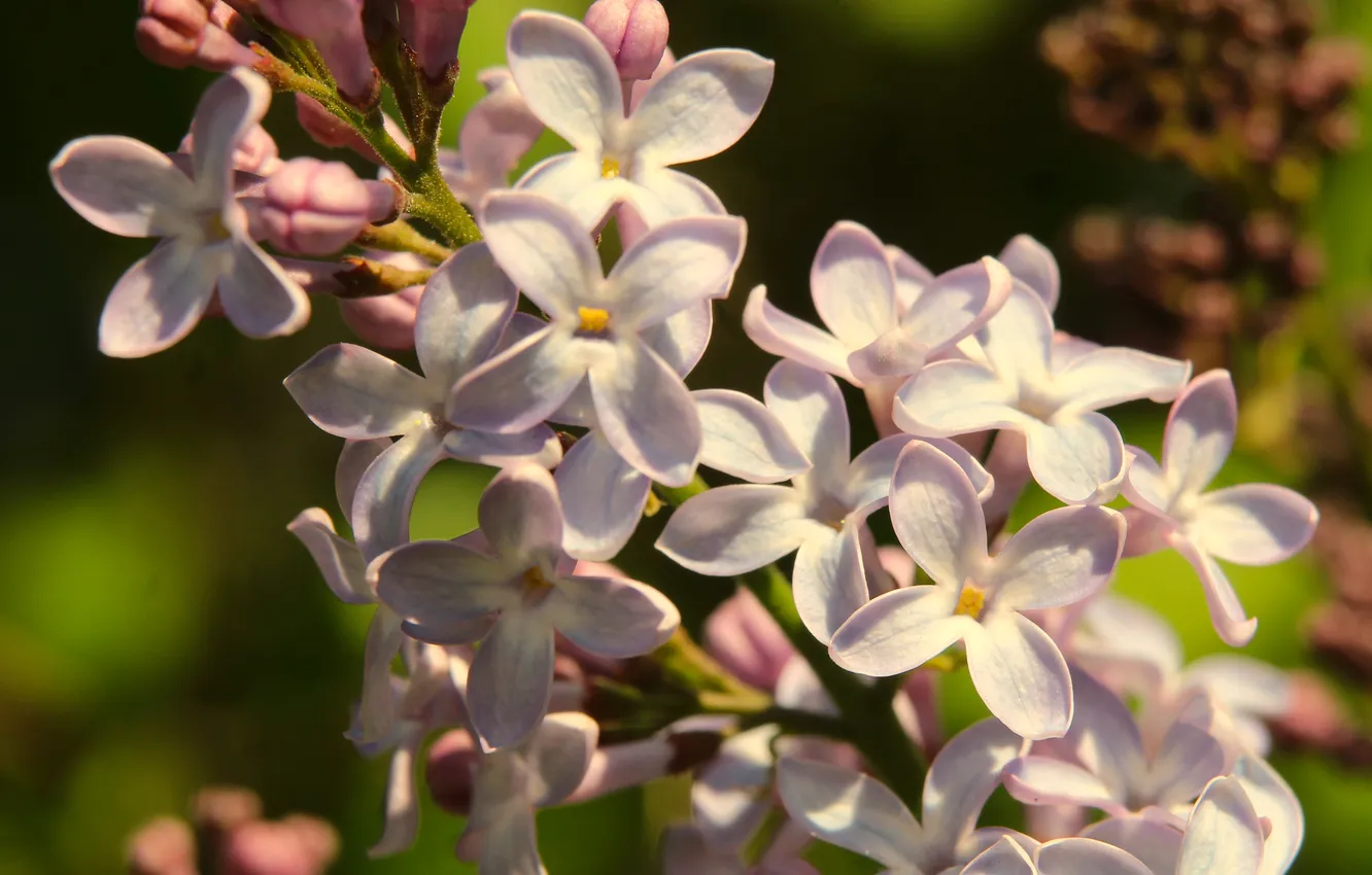 Фото обои spring, lilac, twig, blooming