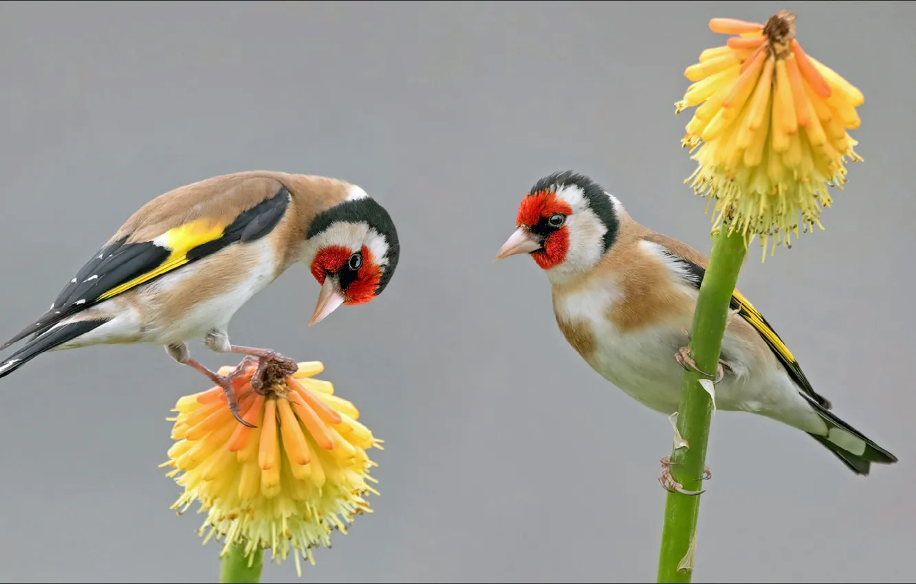 Фото обои природа, птица, красота, двое, animals, nature, two, birds