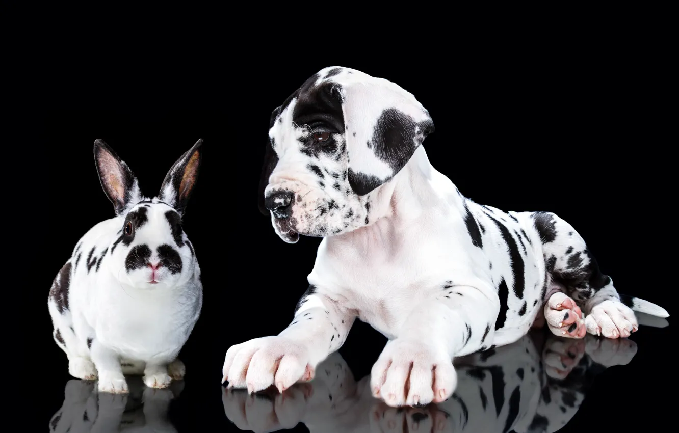 Фото обои портрет, собака, кролик, щенок, чёрный фон, пятнистые, Немецкий дог, Наталья Ляйс