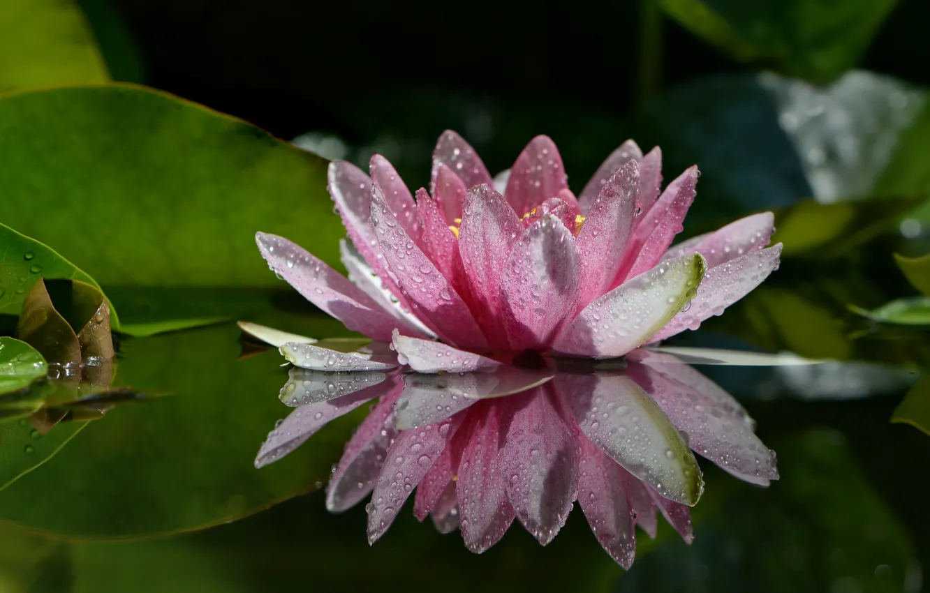 Фото обои макро, цветы, природа, отражение, нимфея, капли дождя, водяная лилия