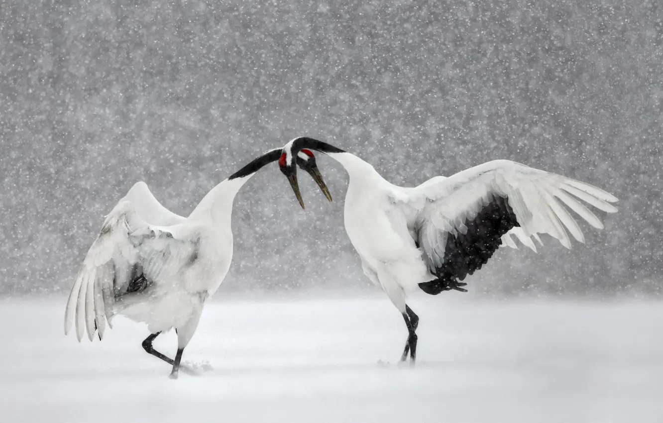 Фото обои зима, снег, птица, танец, Япония, Хоккайдо, японский журавль