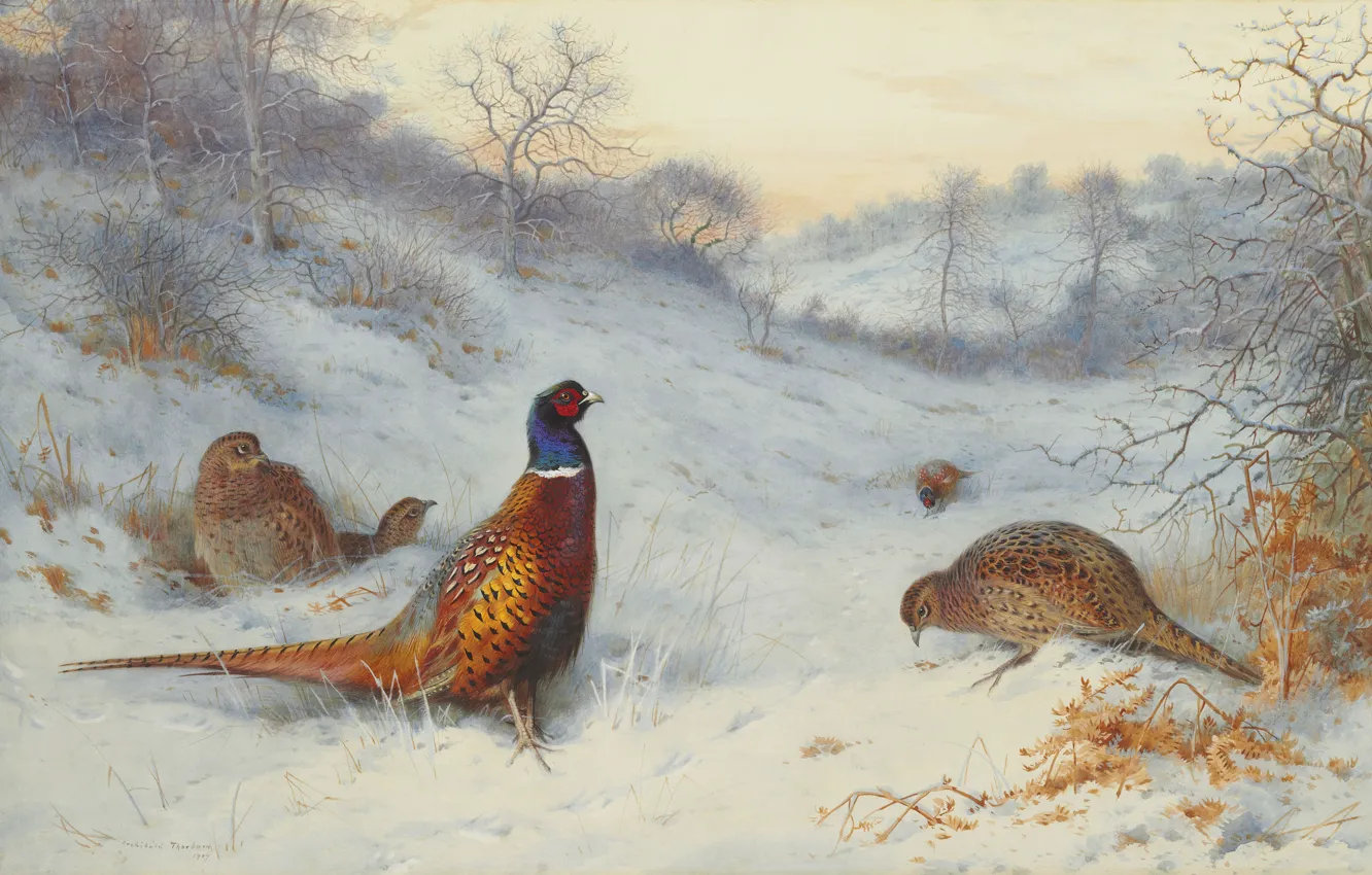 Фото обои 1909, шотландский живописец, Archibald Thorburn, Фазан на снегу, Scottish painter, Pheasant in the snow, Арчибальд …