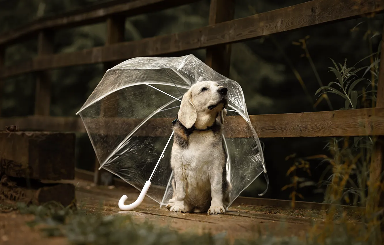 Фото обои природа, животное, доски, собака, зонт, пёс