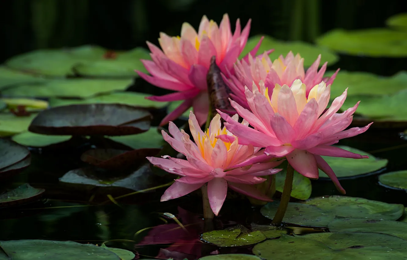 Фото обои розовая, лилия, водяная, нимфея
