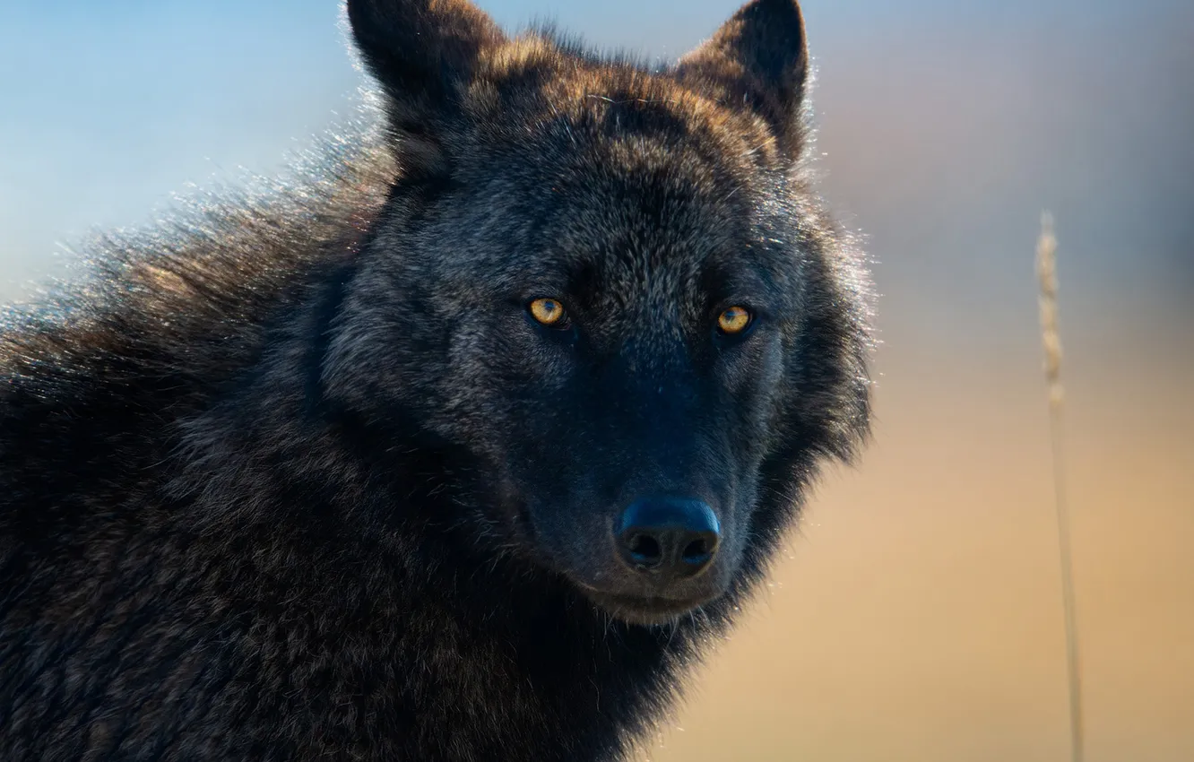 Фото обои fantasy, nature, art, snow, predator, face, animal, wolf