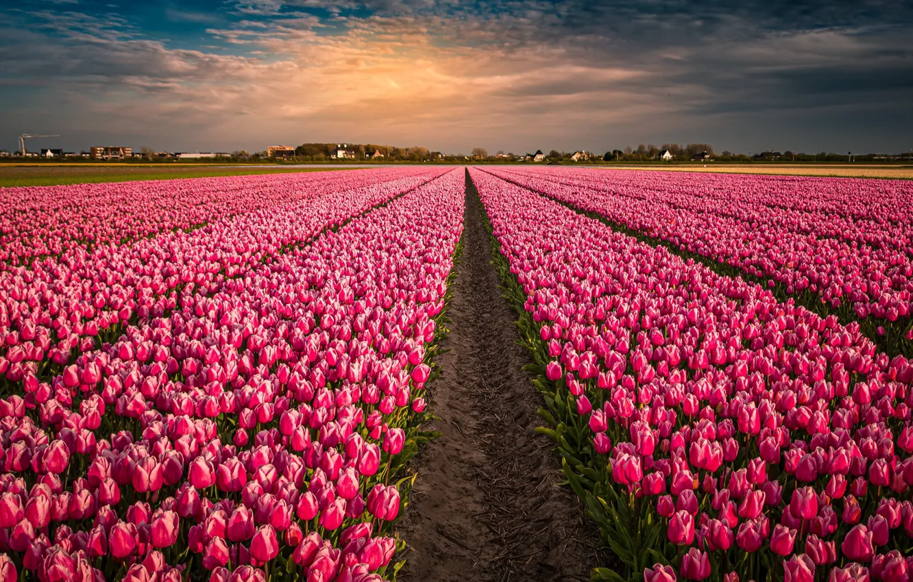 Фото обои поле, цветы, тюльпаны, розовые, Нидерланды, бутоны, много