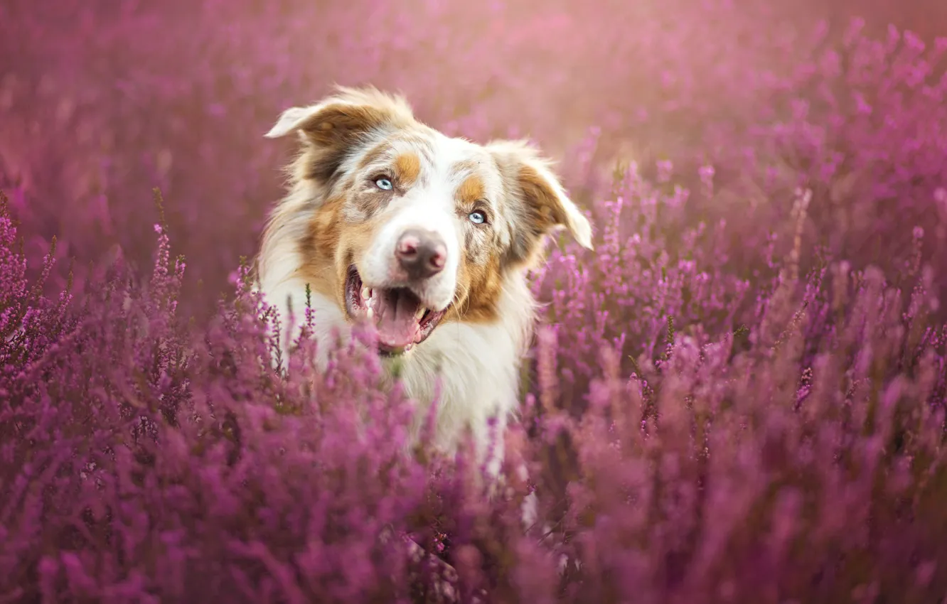 Фото обои цветы, портрет, собака, луг, коричневая, бордер-колли, обои от lolita777
