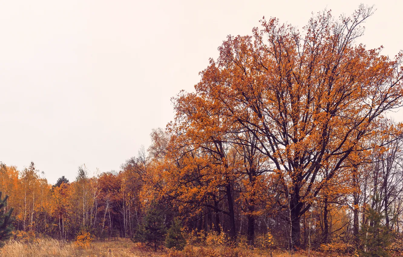 Фото обои осень, лес, листья, деревья, пейзаж, настроение, панорама, дуб