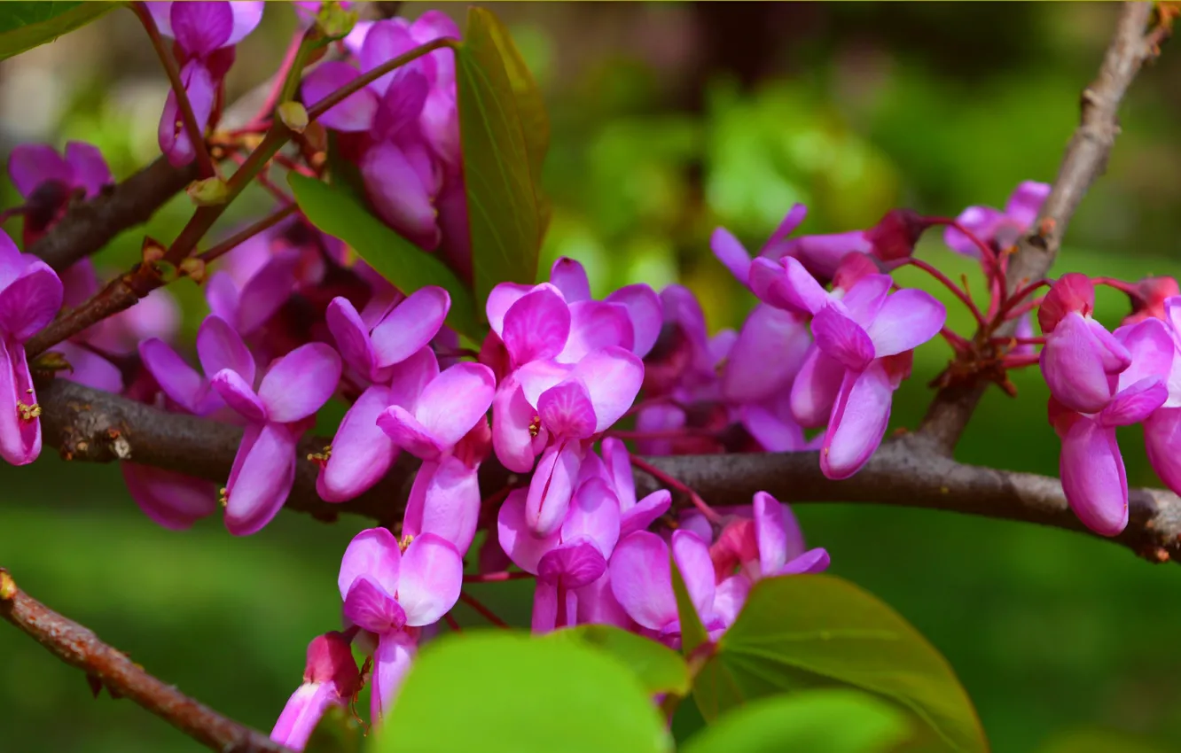 Фото обои ветки, Весна, Spring, Цветение, Flowering, Purple flowers, Багрянник европейский, Церцис европейский