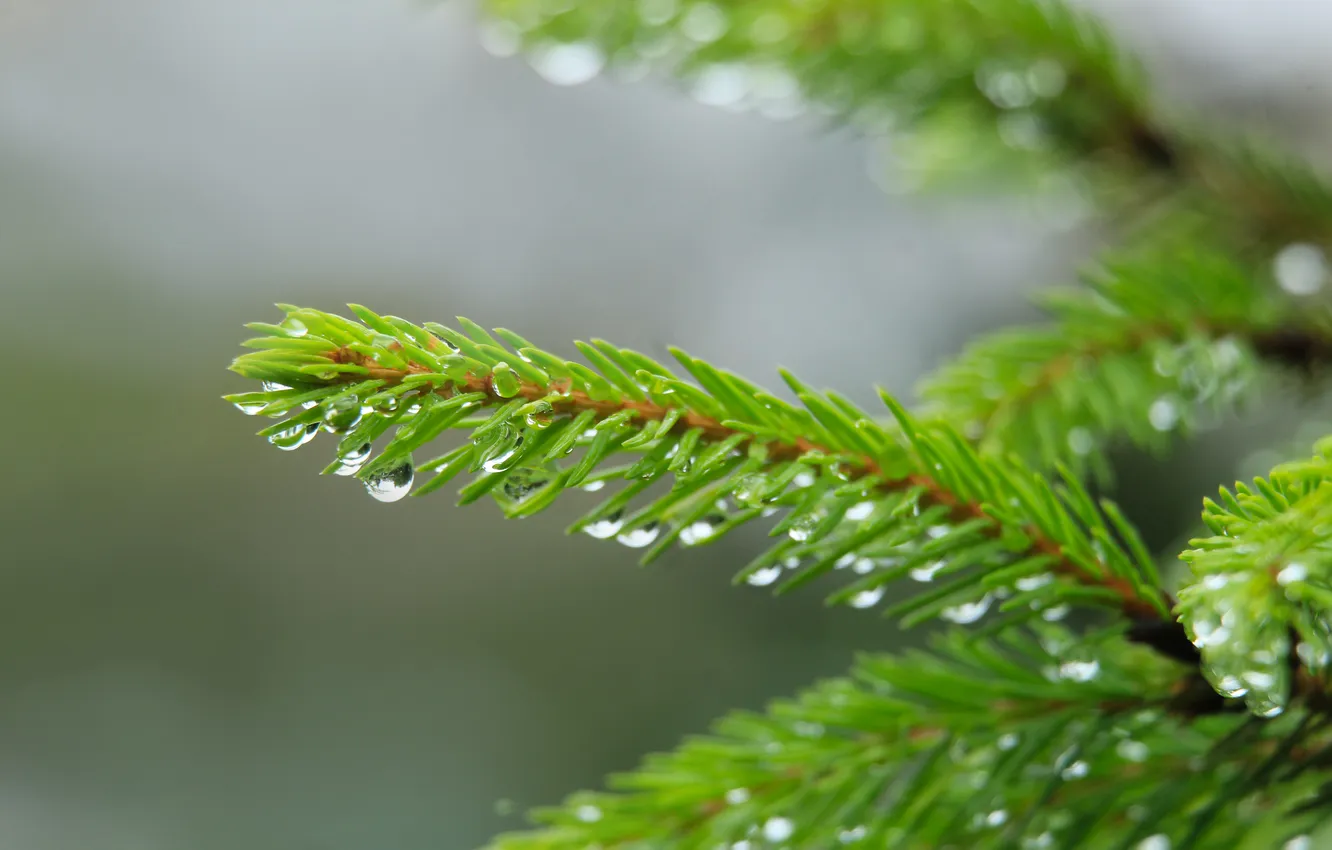 Фото обои water, drops, spruce, twig