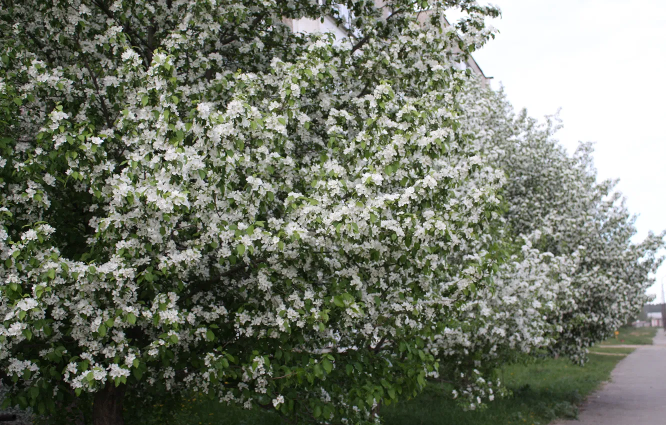 Фото обои белый, цветы, Яблоня