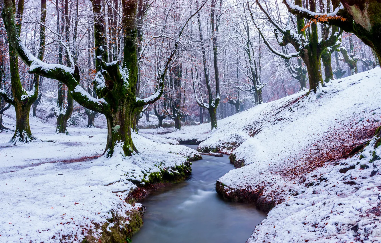 Фото обои зима, лес, снег, деревья, природа, ручей, ветви, стволы