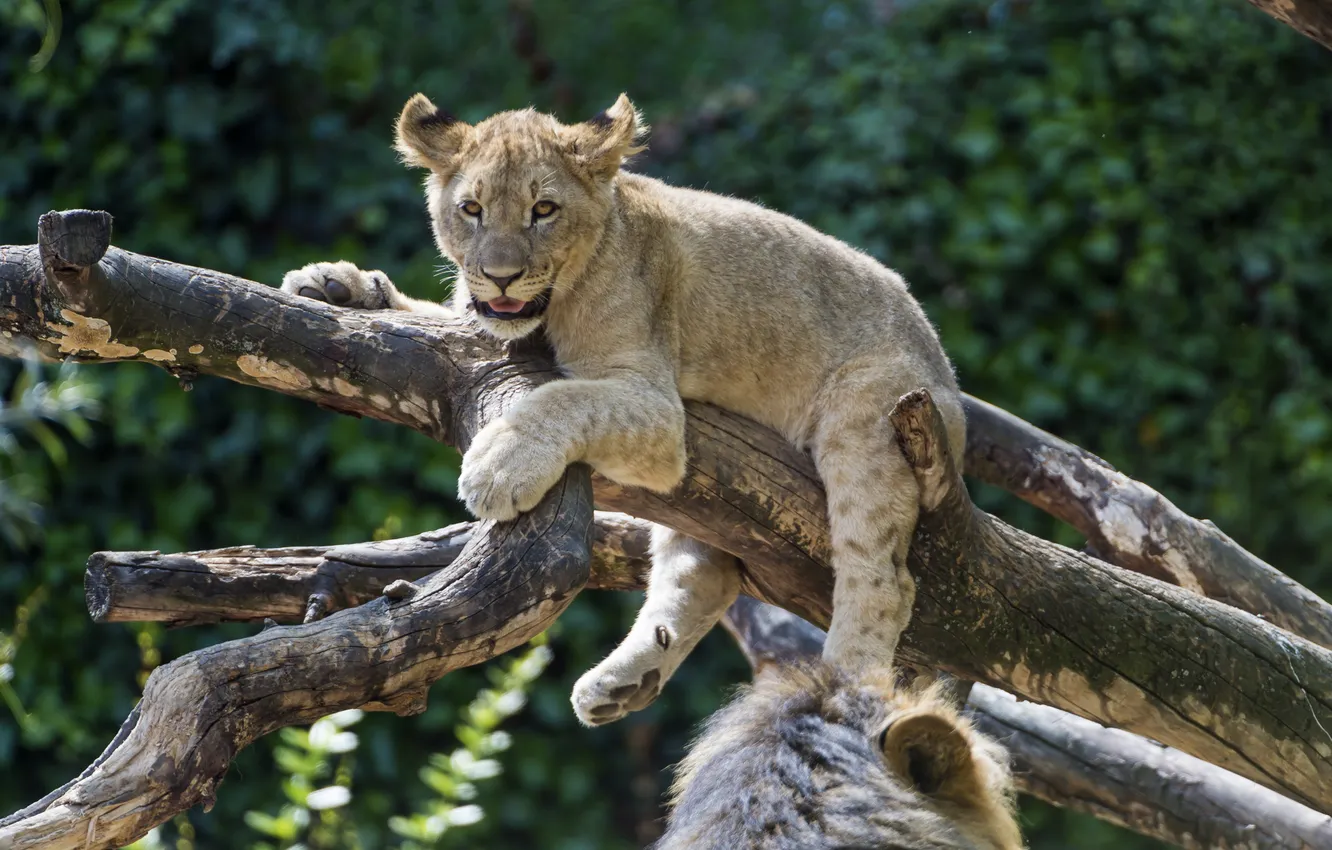 Фото обои кошка, лев, коряга, детёныш, львёнок, ©Tambako The Jaguar