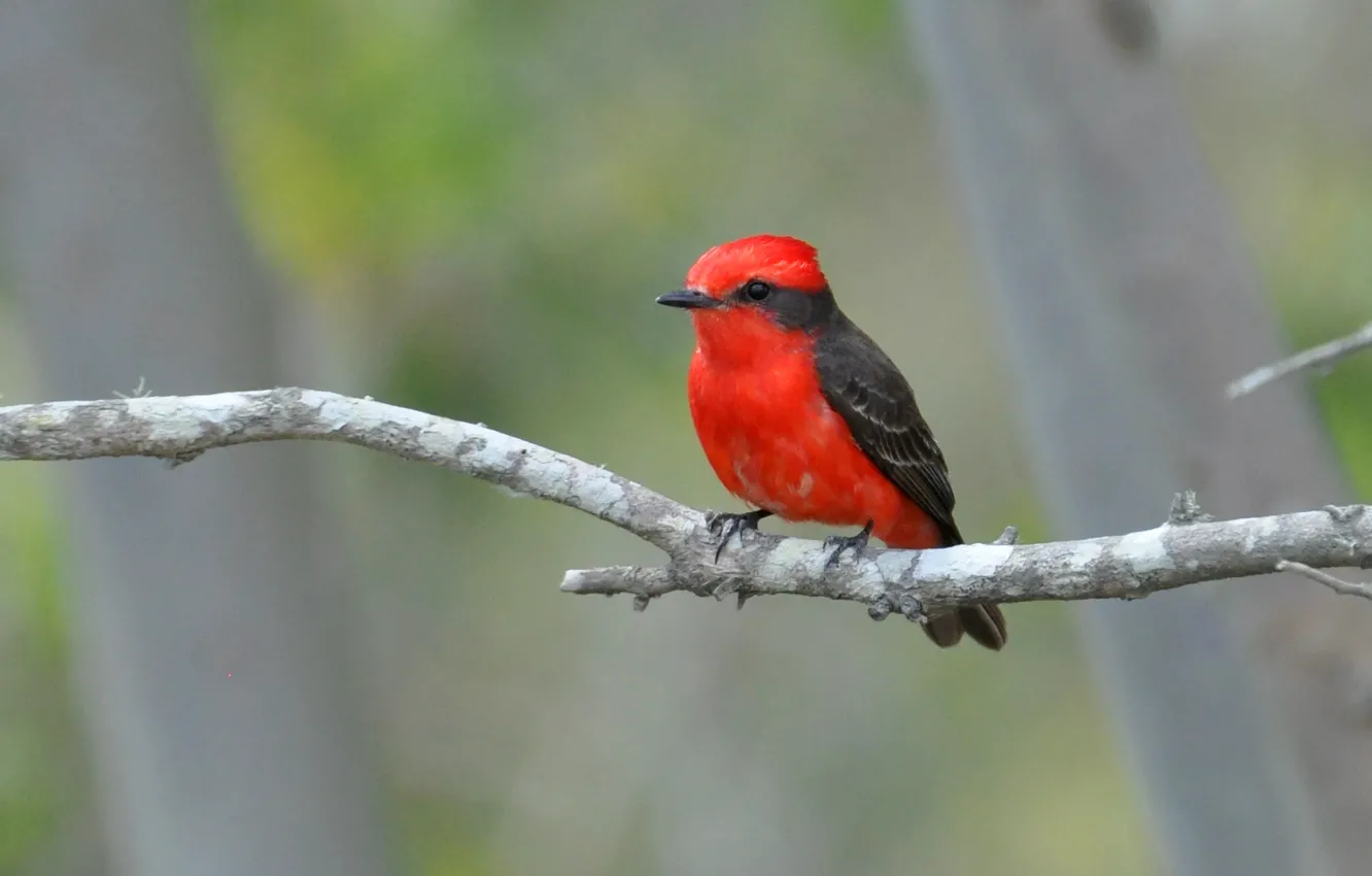 Фото обои Red, Black, Bird, Beak, Eye, Branch, Tié Sangue
