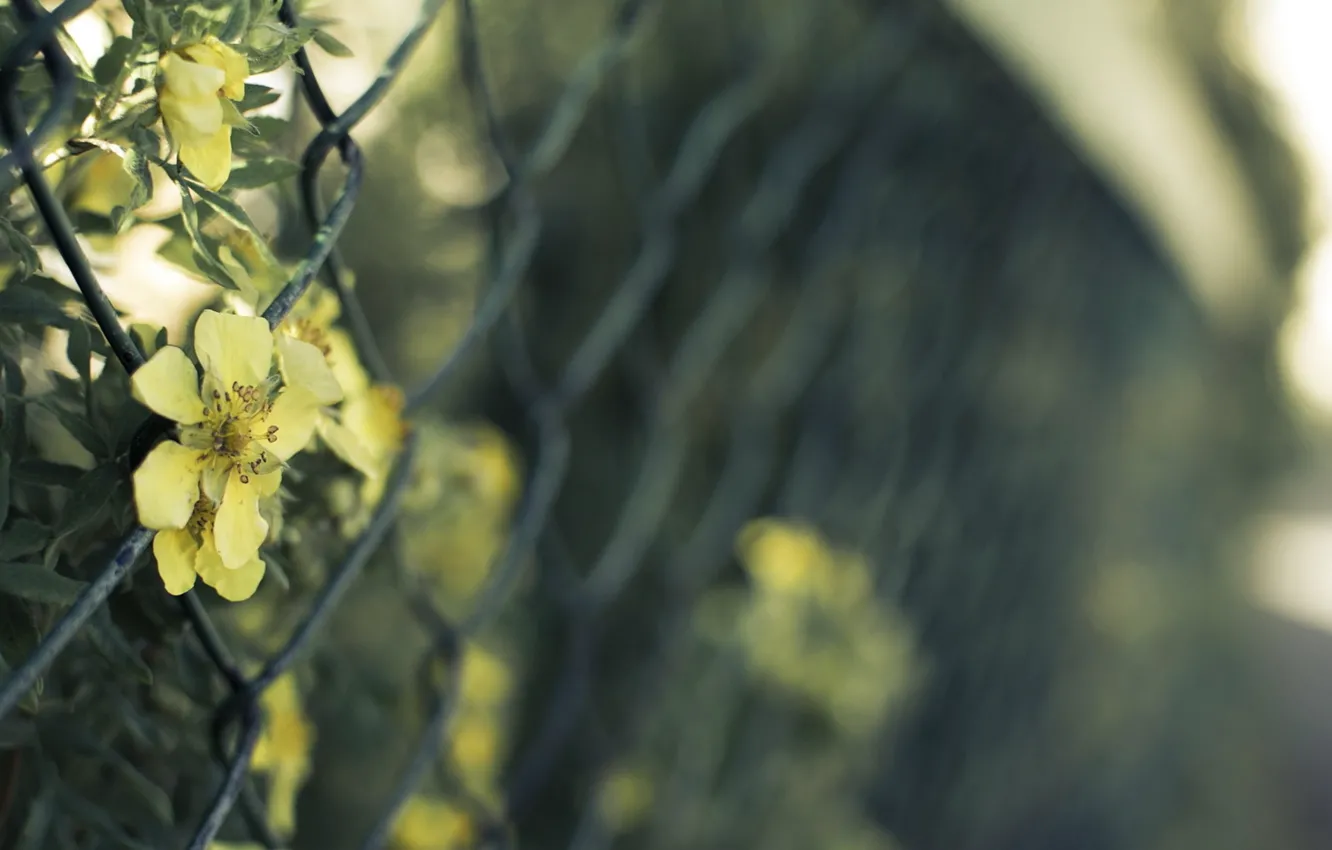 Фото обои light, flowers, fence, wire, mesh