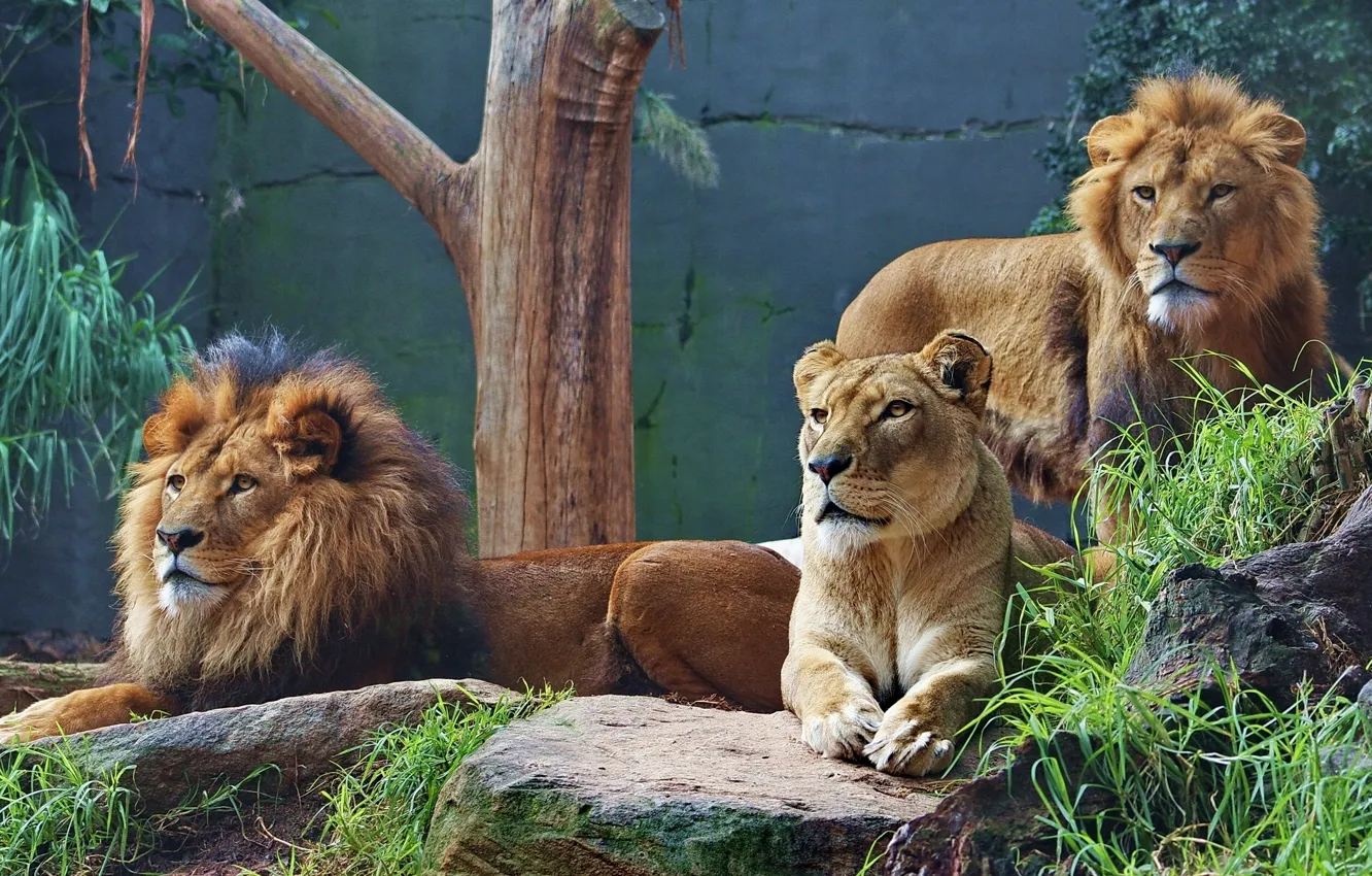 Фото обои хищники, львы, львица