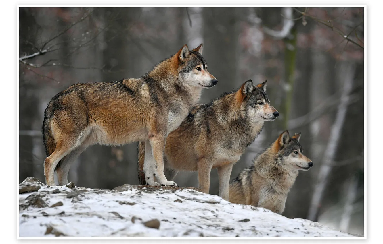 Фото обои nature, face, animal, wolf, wildlife, head, fur, mammal