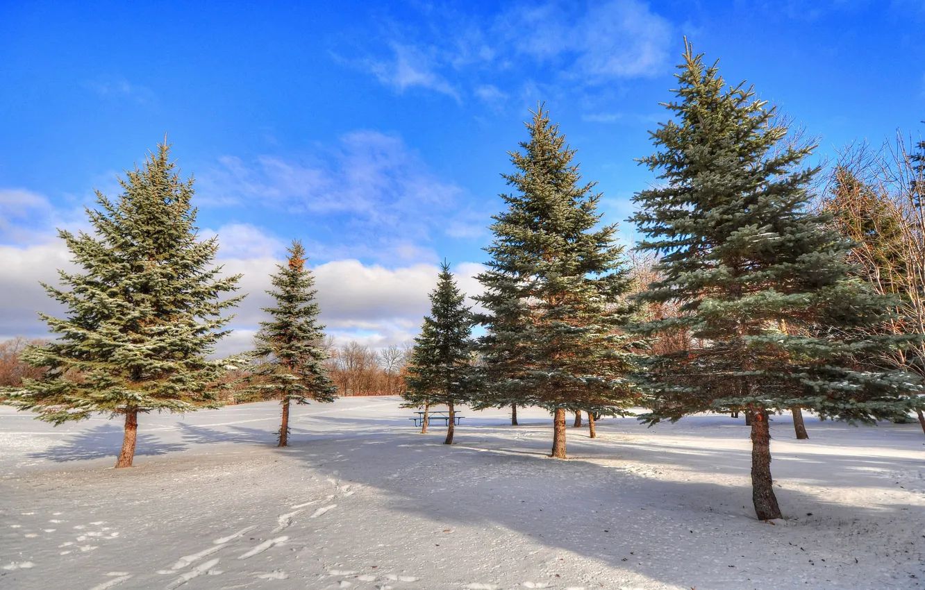 Фото обои зима, небо, снег, деревья, следы, парк, ель