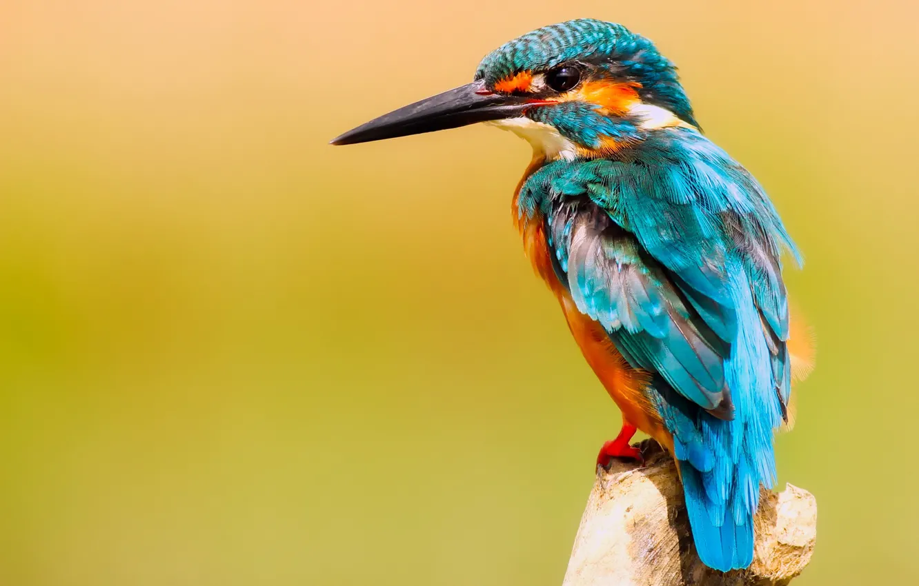 Фото обои птицы, ветка, зимородок, kingfisher