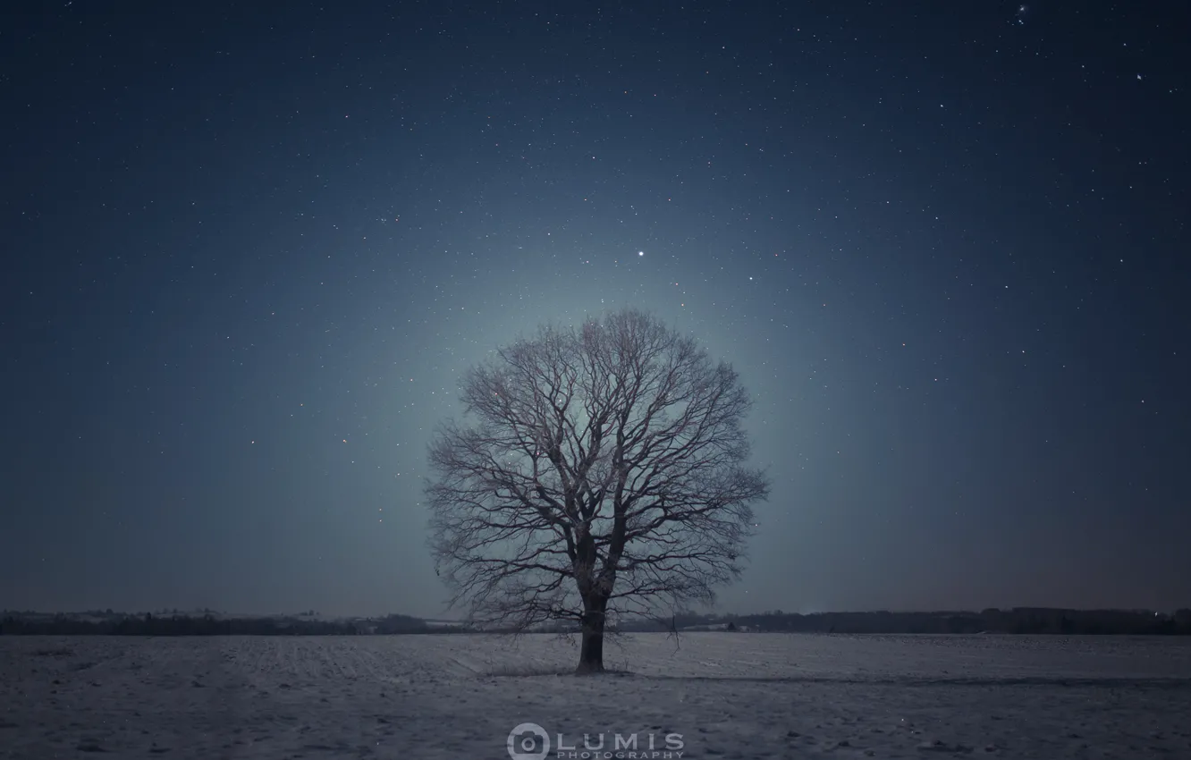 Фото обои зима, дерево, вечер, Снег