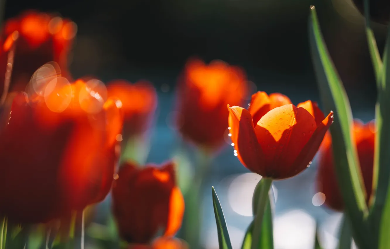 Фото обои свет, весна, сад, тюльпаны, красные, клумба, боке
