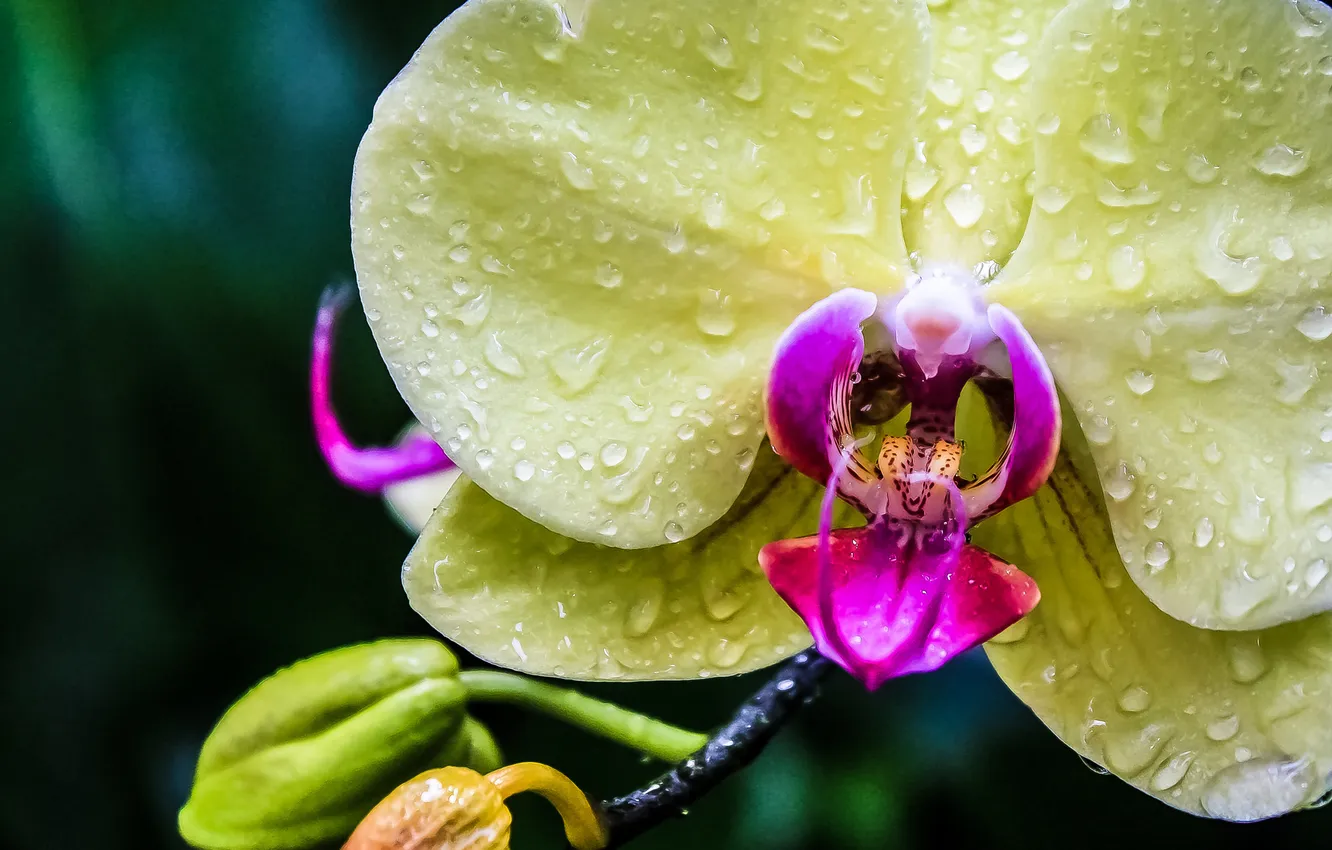 Фото обои капли, макро, экзотика, орхидея
