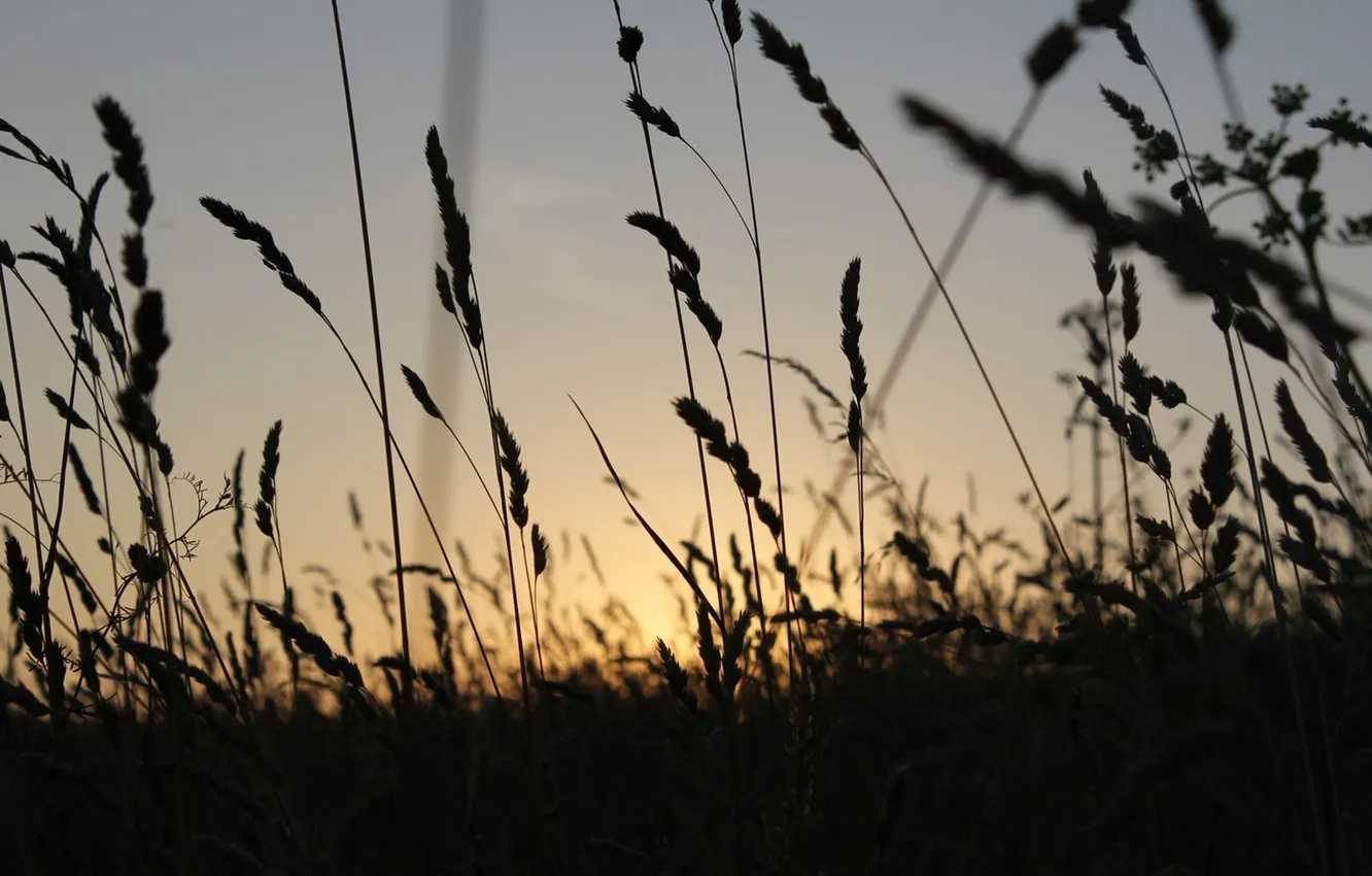 Фото обои поле, лето, макро, пейзаж, закат, природа, поляна, растение