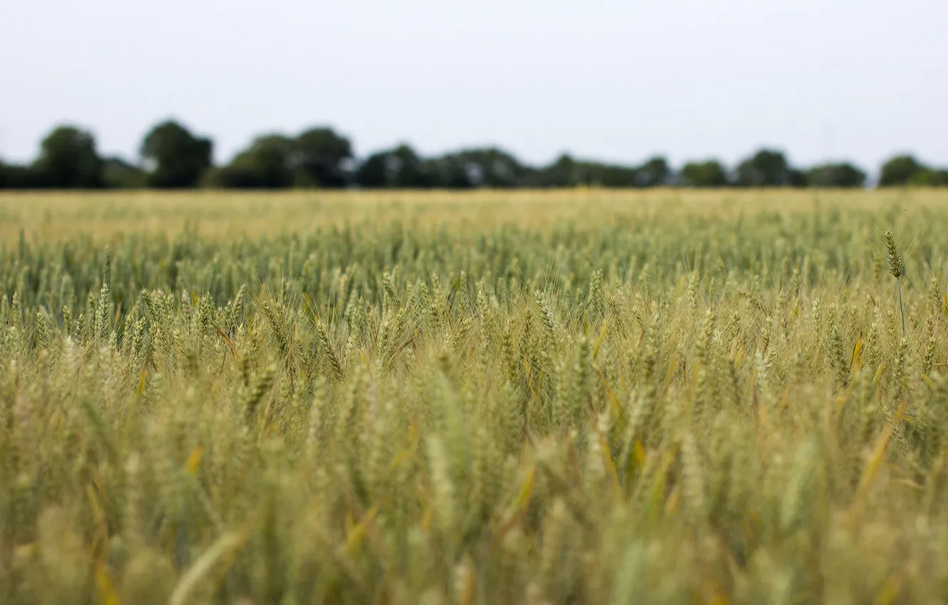 Фото обои пшеница, поле, небо, деревья, стебли, колос, ферма, поле пшеницы