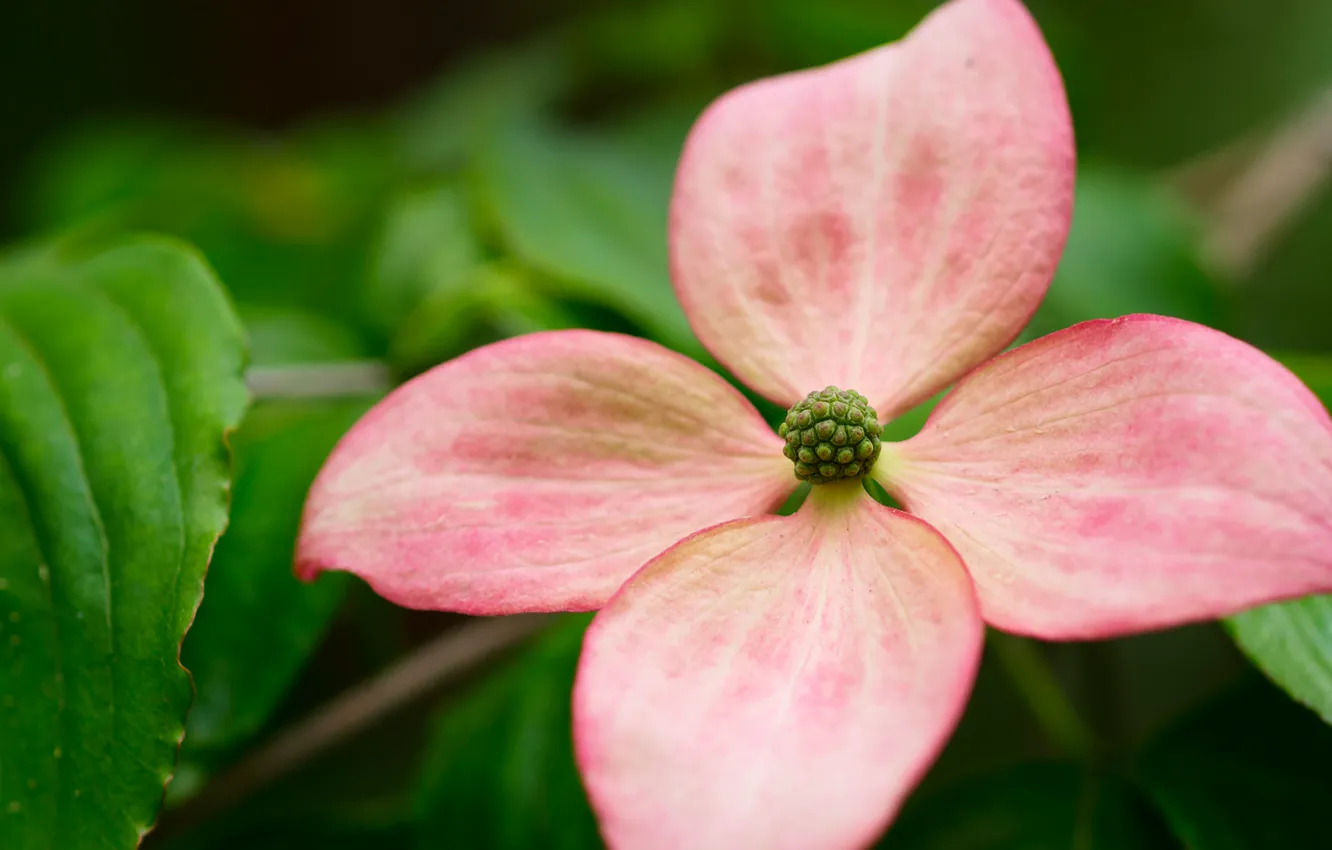 Фото обои цветы, лепестки, боке