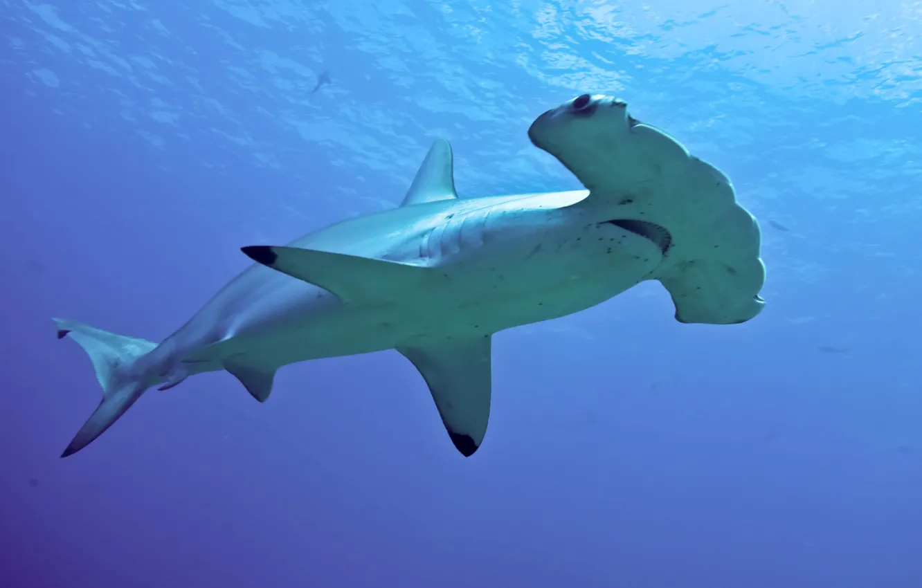 Фото обои animal, Hammerhead Shark, wildlife ocean