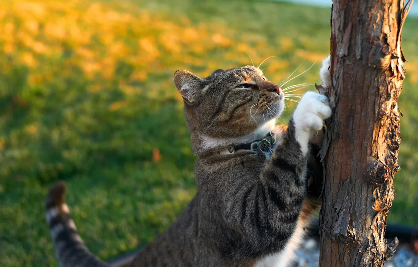 Фото обои кошка, кот, деревья, поза, серый, поляна, лапки, ошейник