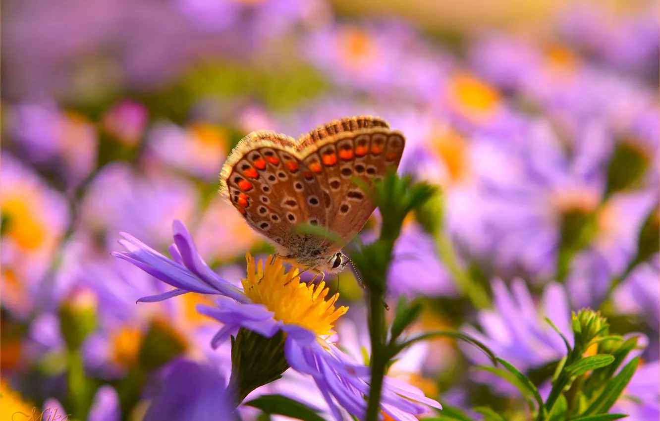 Фото обои Макро, Бабочка, Цветок, Flower, Macro, Butterfly