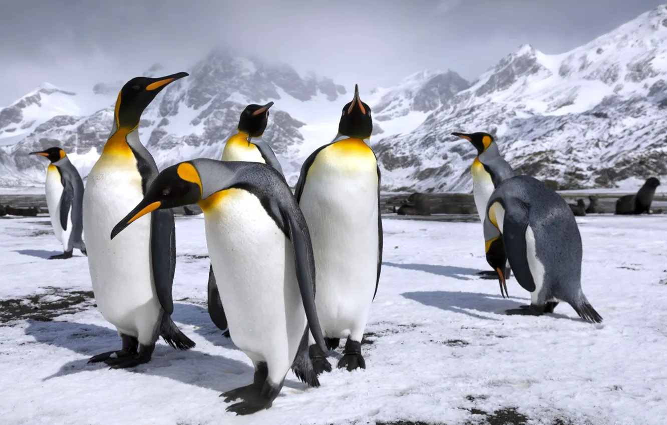 Фото обои снег, горы, пингвины, пингвин, королевские пингвины