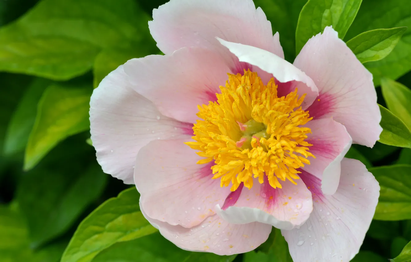 Фото обои капли, макро, лепестки, розовые, пионы