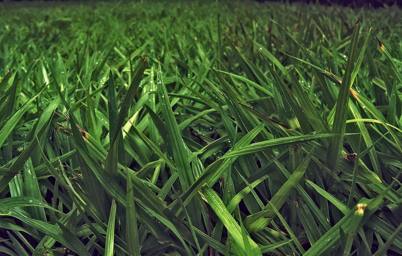 Фото обои зелень, трава, листья, природа, стебли