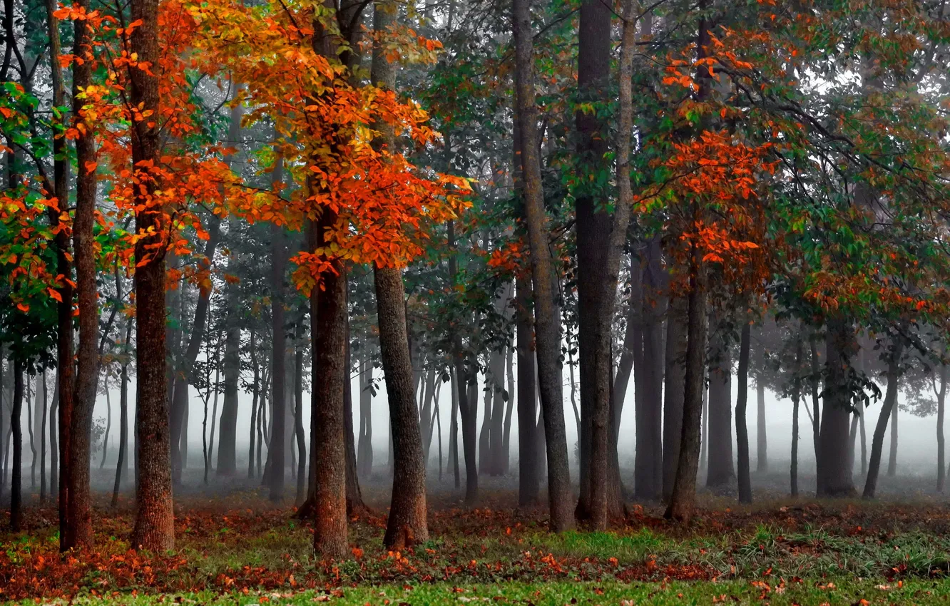Фото обои forest, autumn, mist