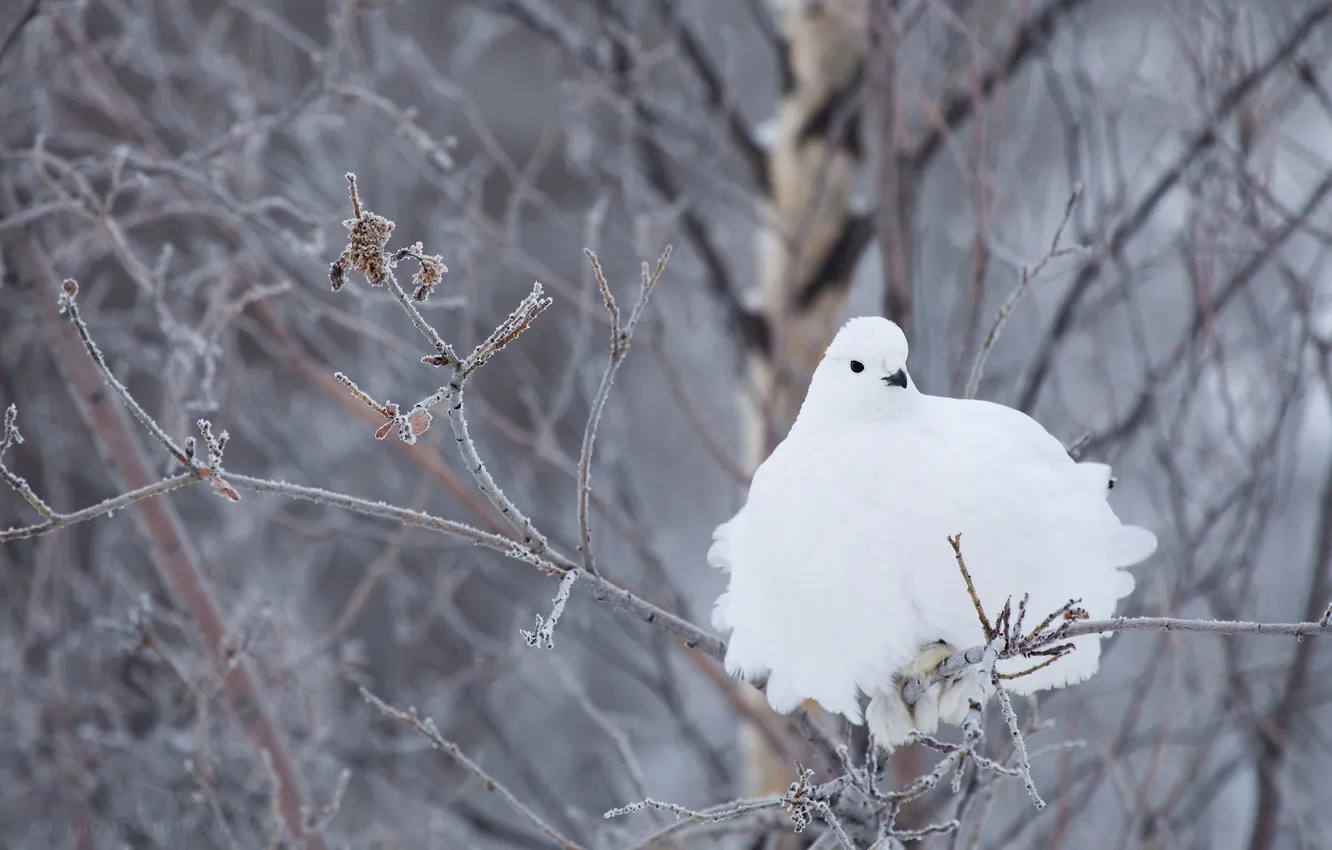 Фото обои зима, ветки, птица, белая, куропатка, Белохвостая куропатка
