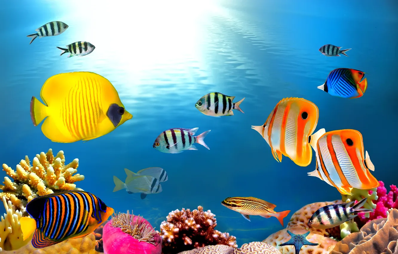 Фото обои ocean, fishes, tropical, reef, coral, underrwater