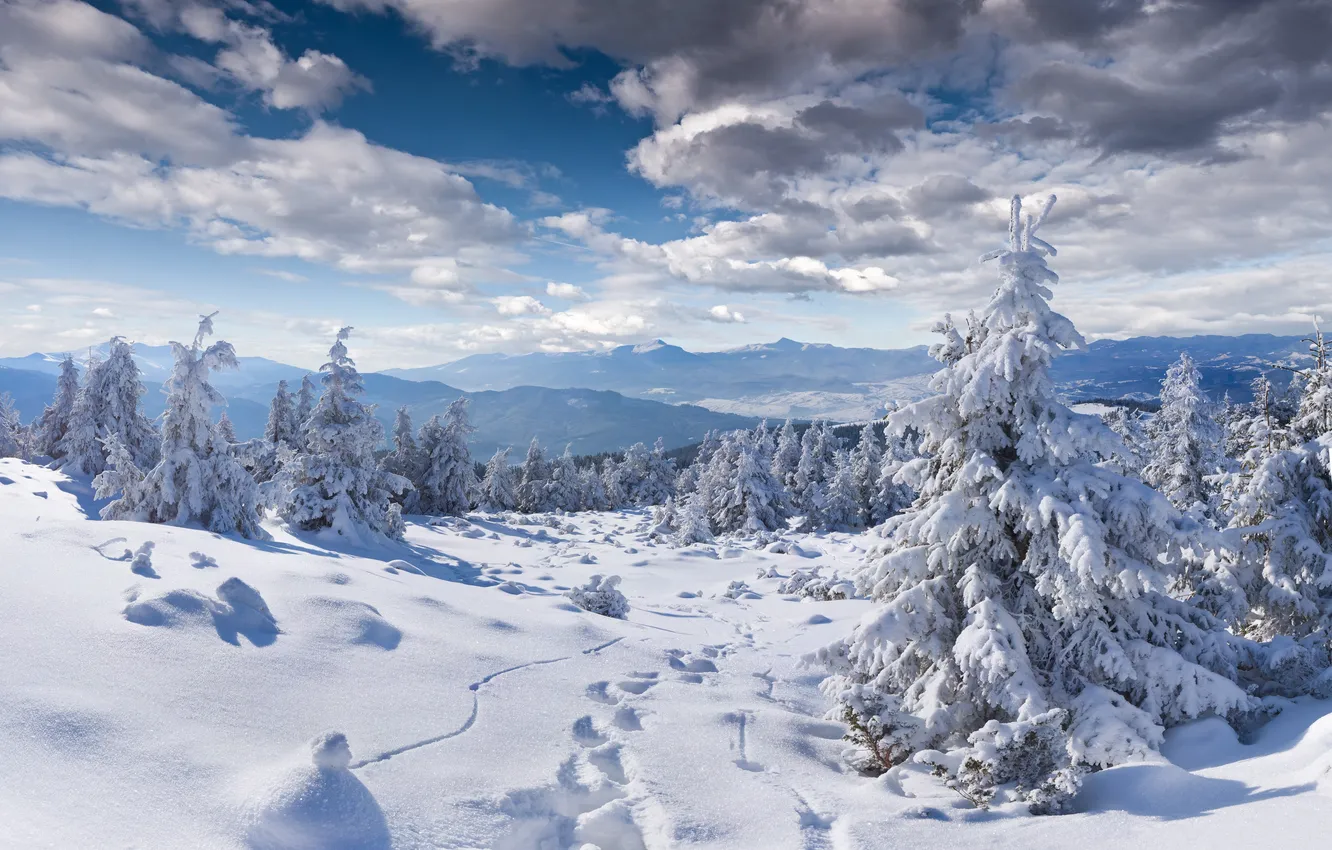 Фото обои зима, облака, снег, сугробы, ёлки