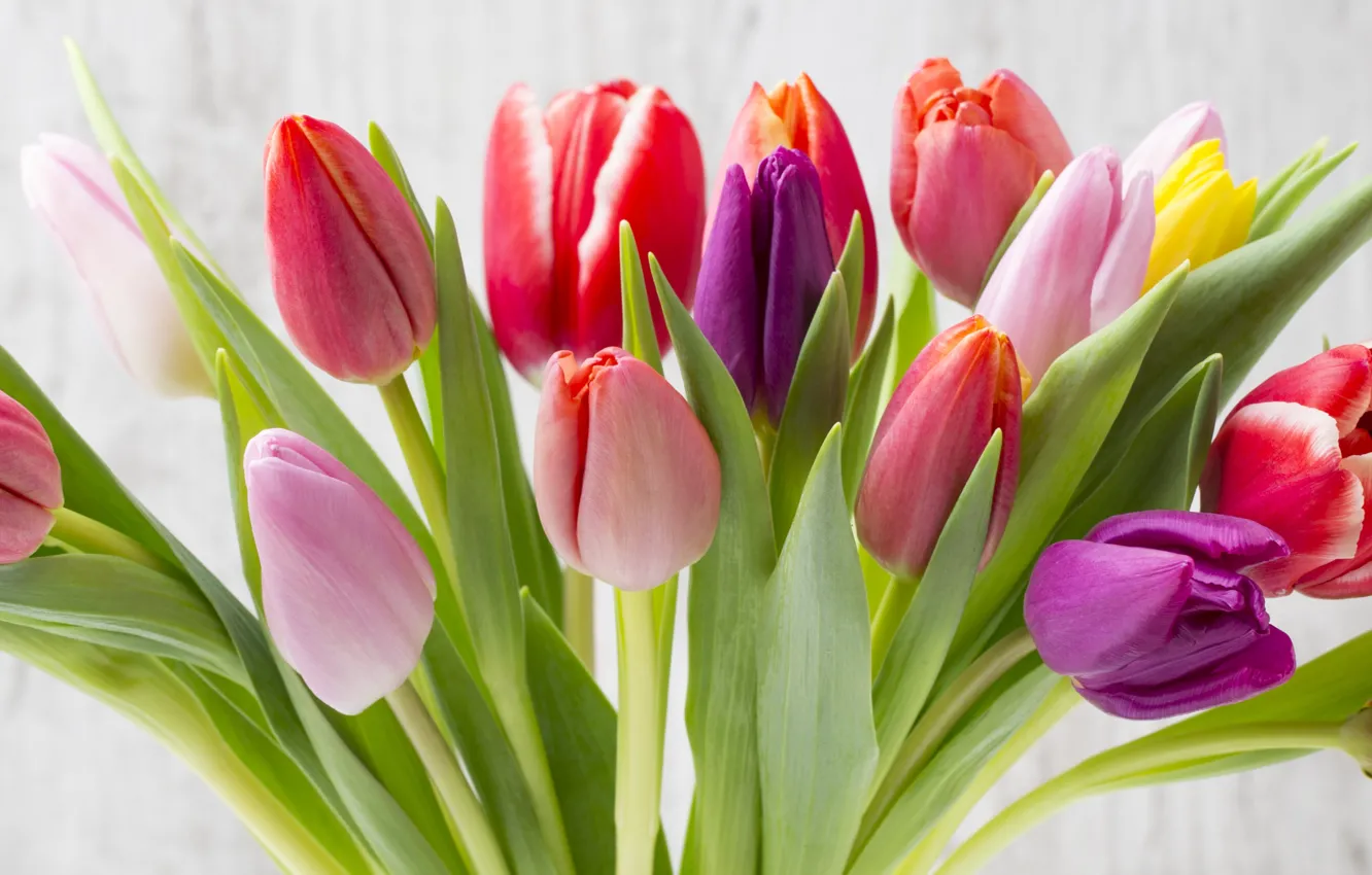 Фото обои цветы, букет, colorful, тюльпаны, fresh, wood, flowers, beautiful