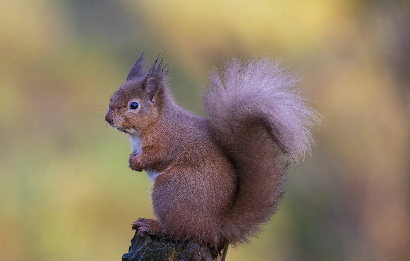 Фото обои белка, squirrel, Howard Ashton-Jones