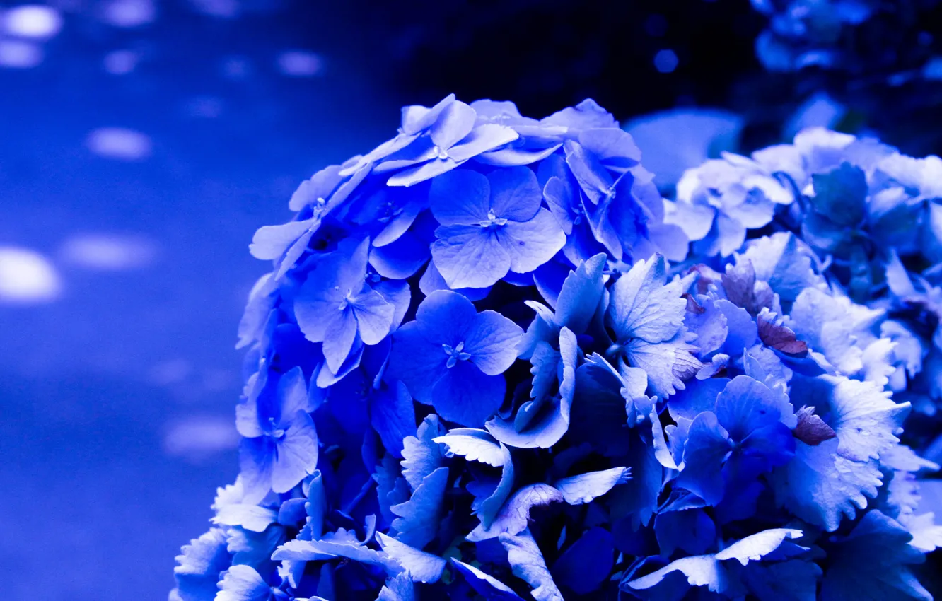 Фото обои цветы, ярко, синяя, цветение, гортензия